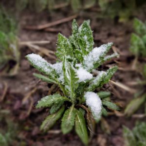Snowcap Weed