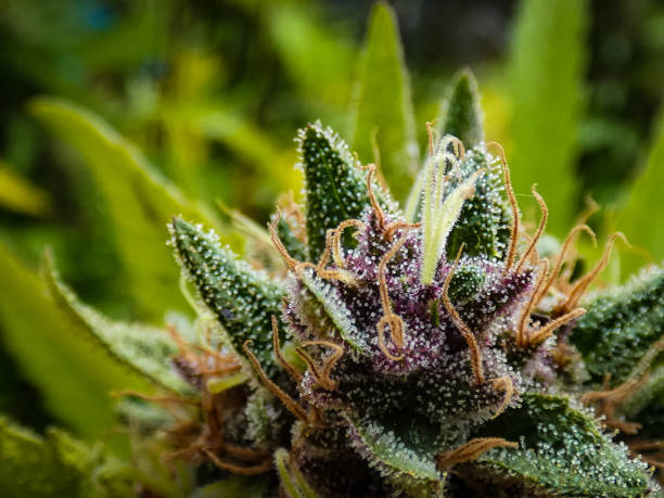 Strain-Specific Varieties