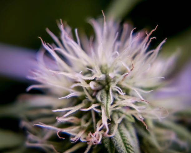 Greenhouse-Cultivated Options