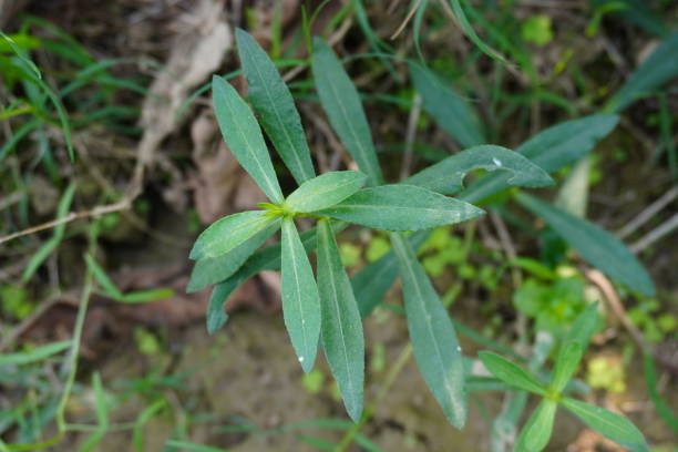 Traditional Hemp Flower