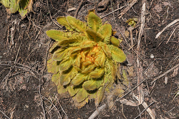 Delta-8 Infused Snowcap